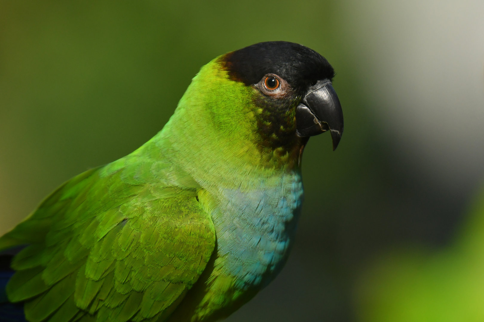 Nanday Parakeet Aratinga nenday