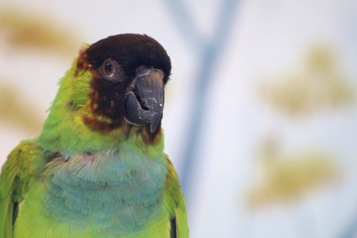 Nanday Parakeet (Aratinga nenday)