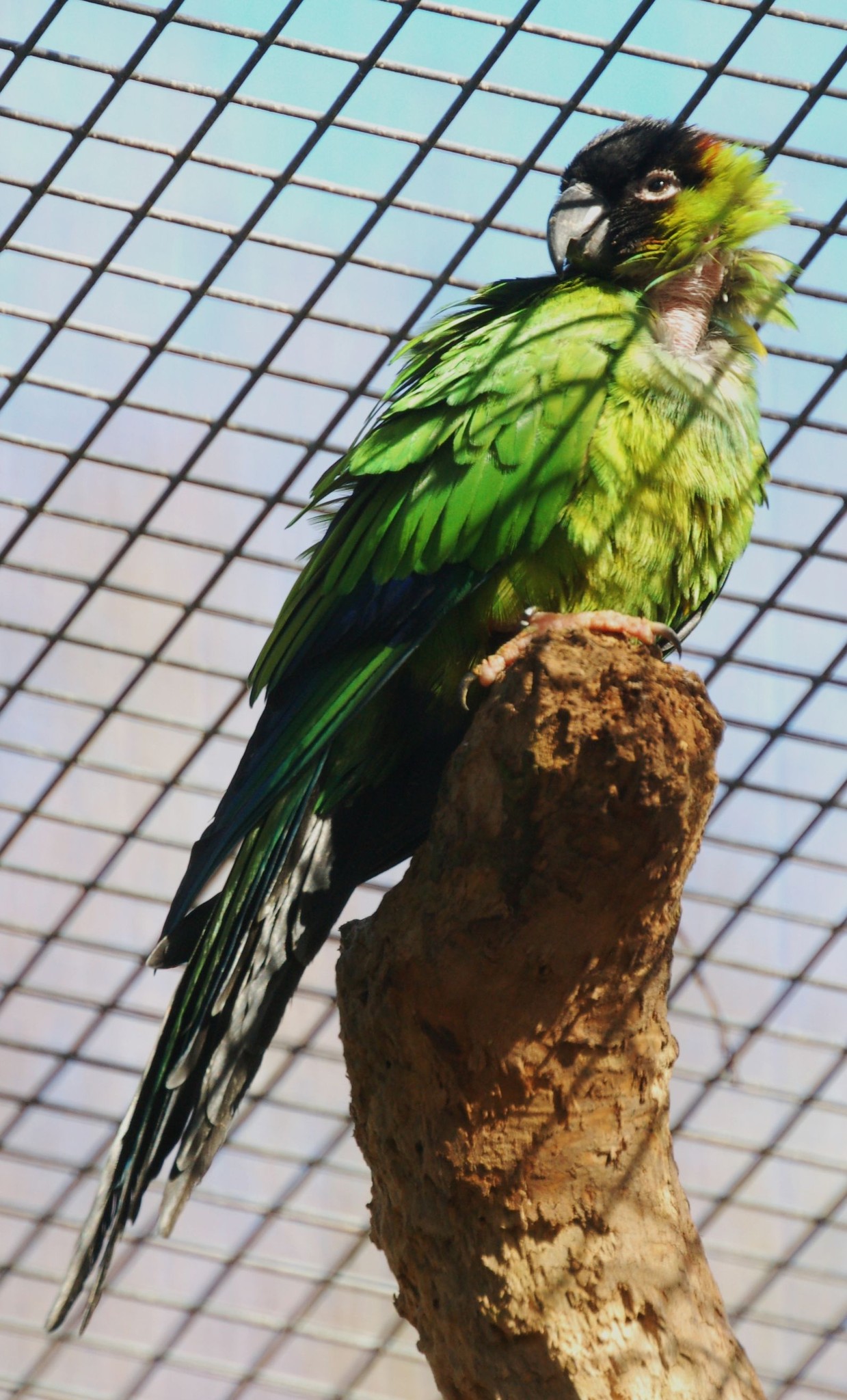 Nanday Parakeet - Aratinga nenday