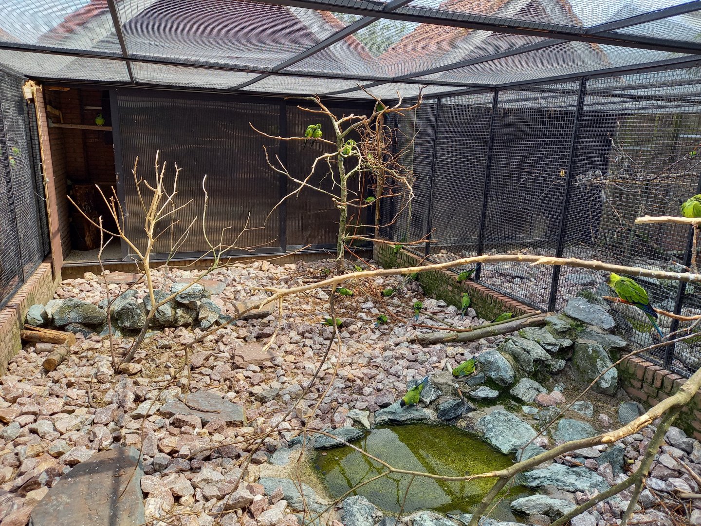 Nanday parakeet aviary