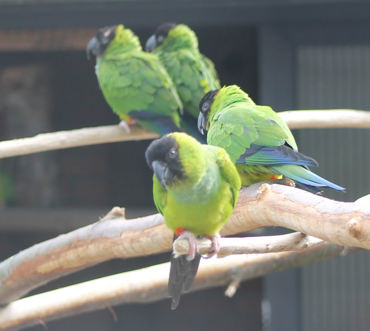 Nanday parakeets