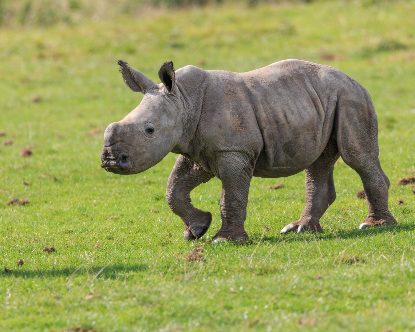 Nandi - Southern White Rhino / Whipsnade / 17-9-21
