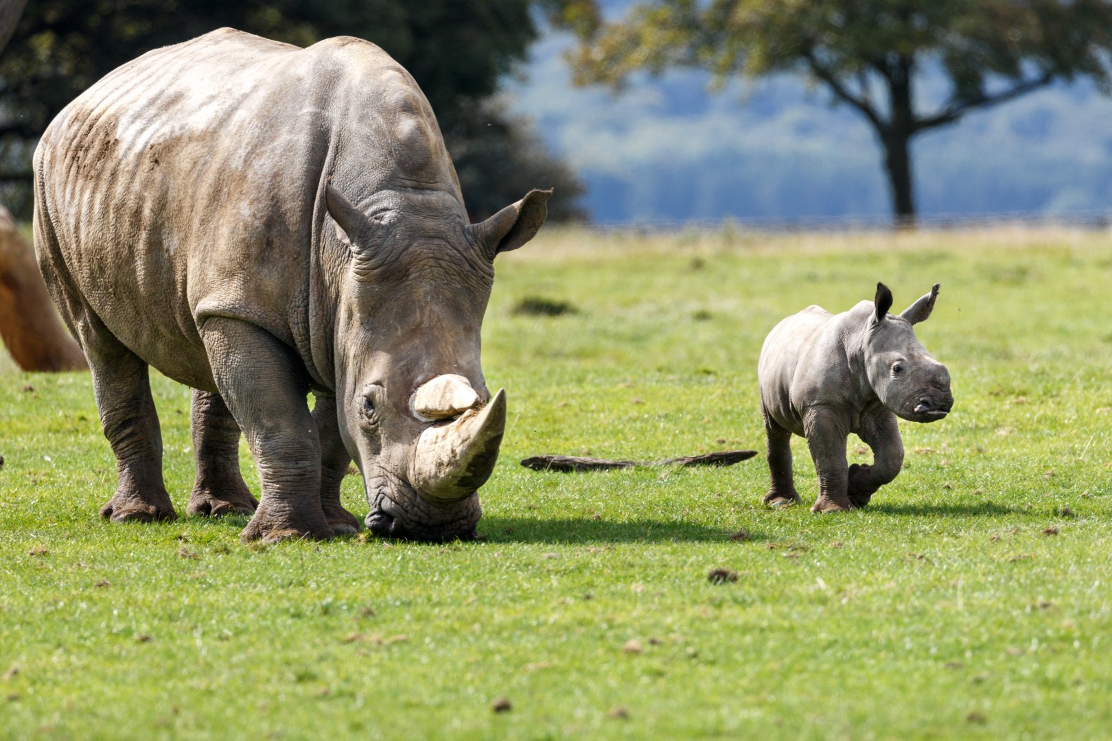Nandi & Tuli - Southern White Rhino / Whipsnade / 17-9-21