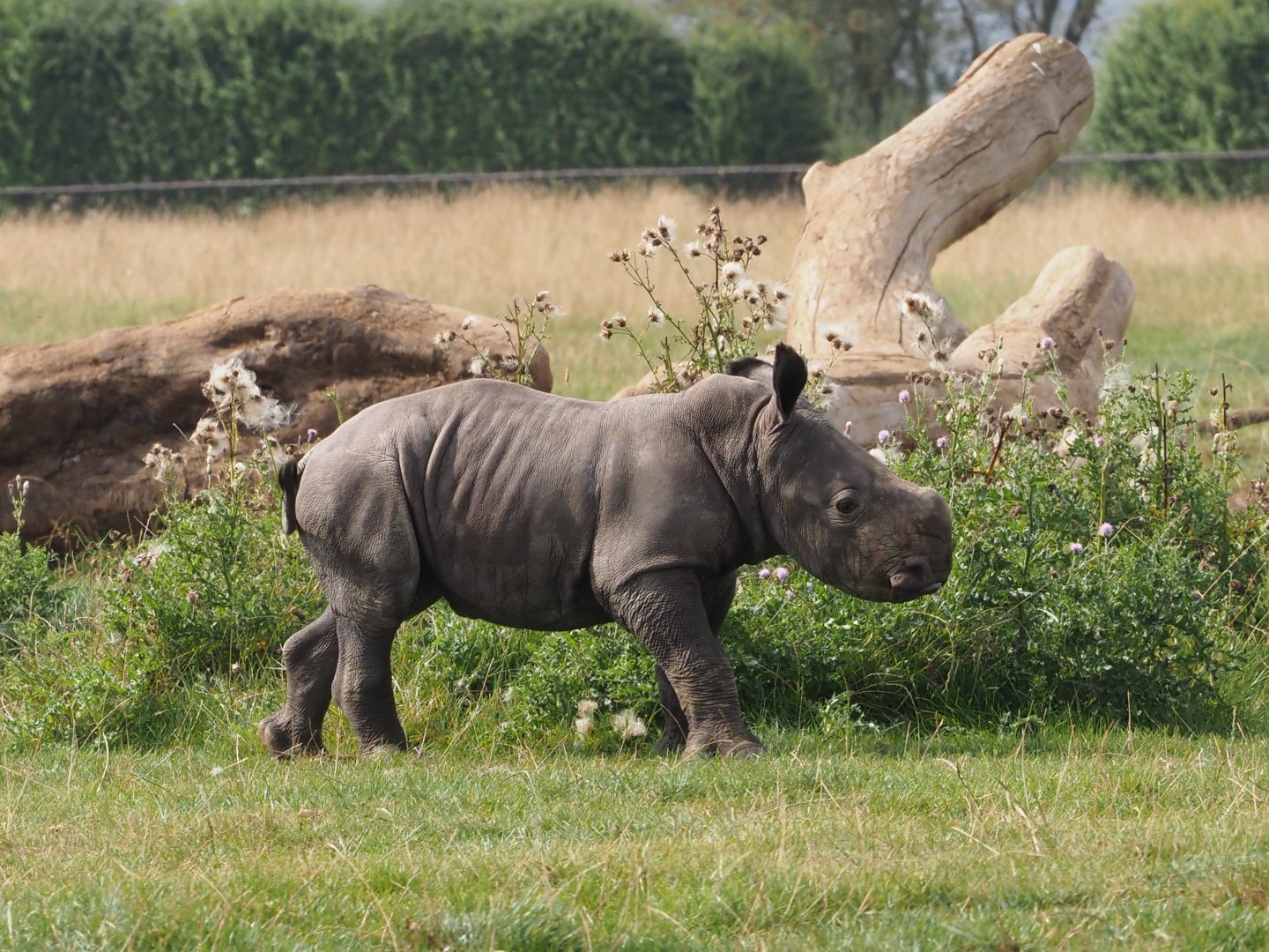 Nandi, white rhinoceros calf