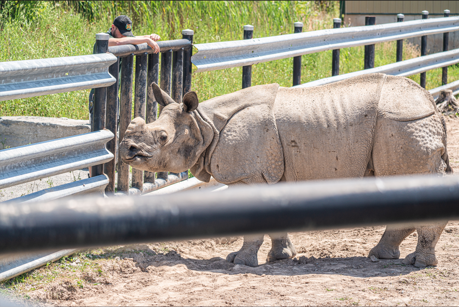 Nandu the male Indian Rhino