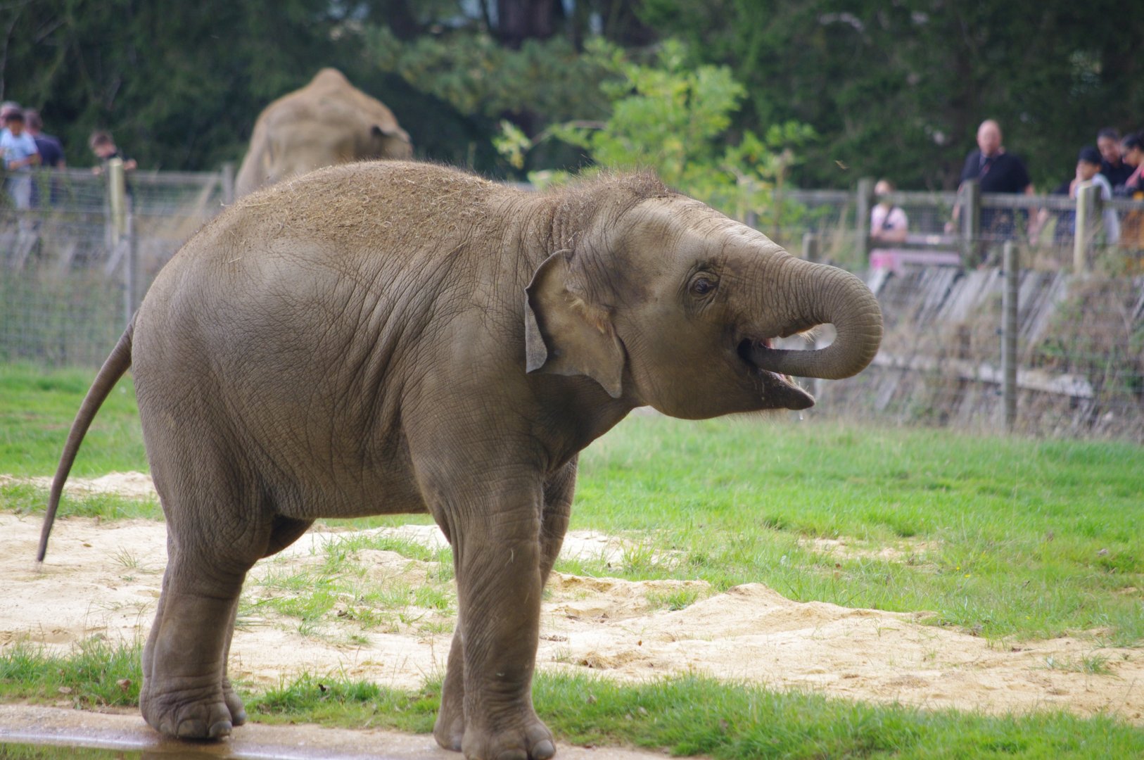 Nang Phaya- Asian elephant calf- 21/9/2024