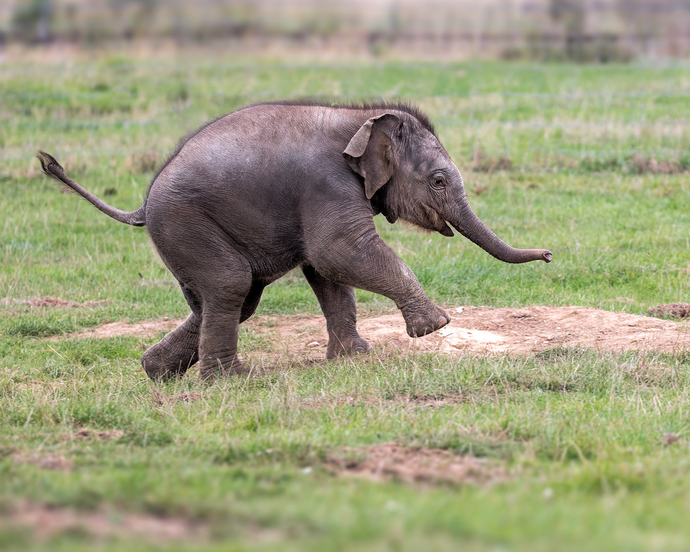 Nang Phaya - Female Elephant Calf / Whipsnade / 29-9-22