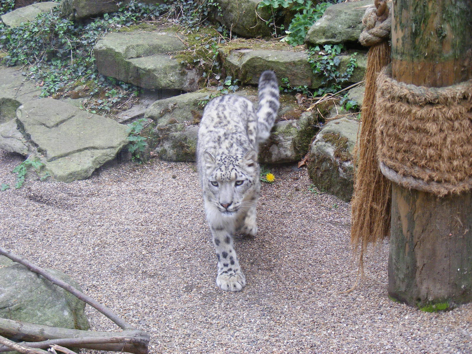 Nanga the snow leopard at Dudley Zoo, 29 April 2011