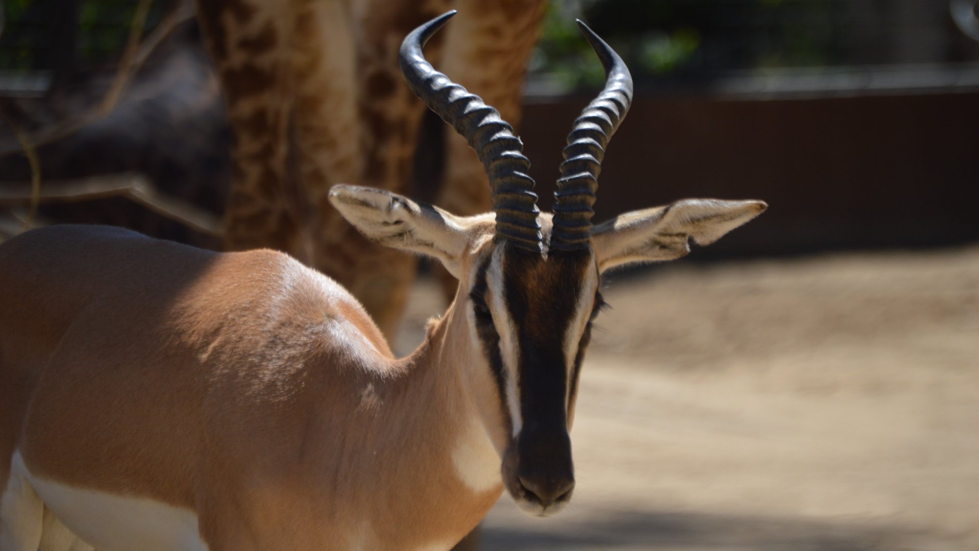 Nanger soemmerringii soemmerringii