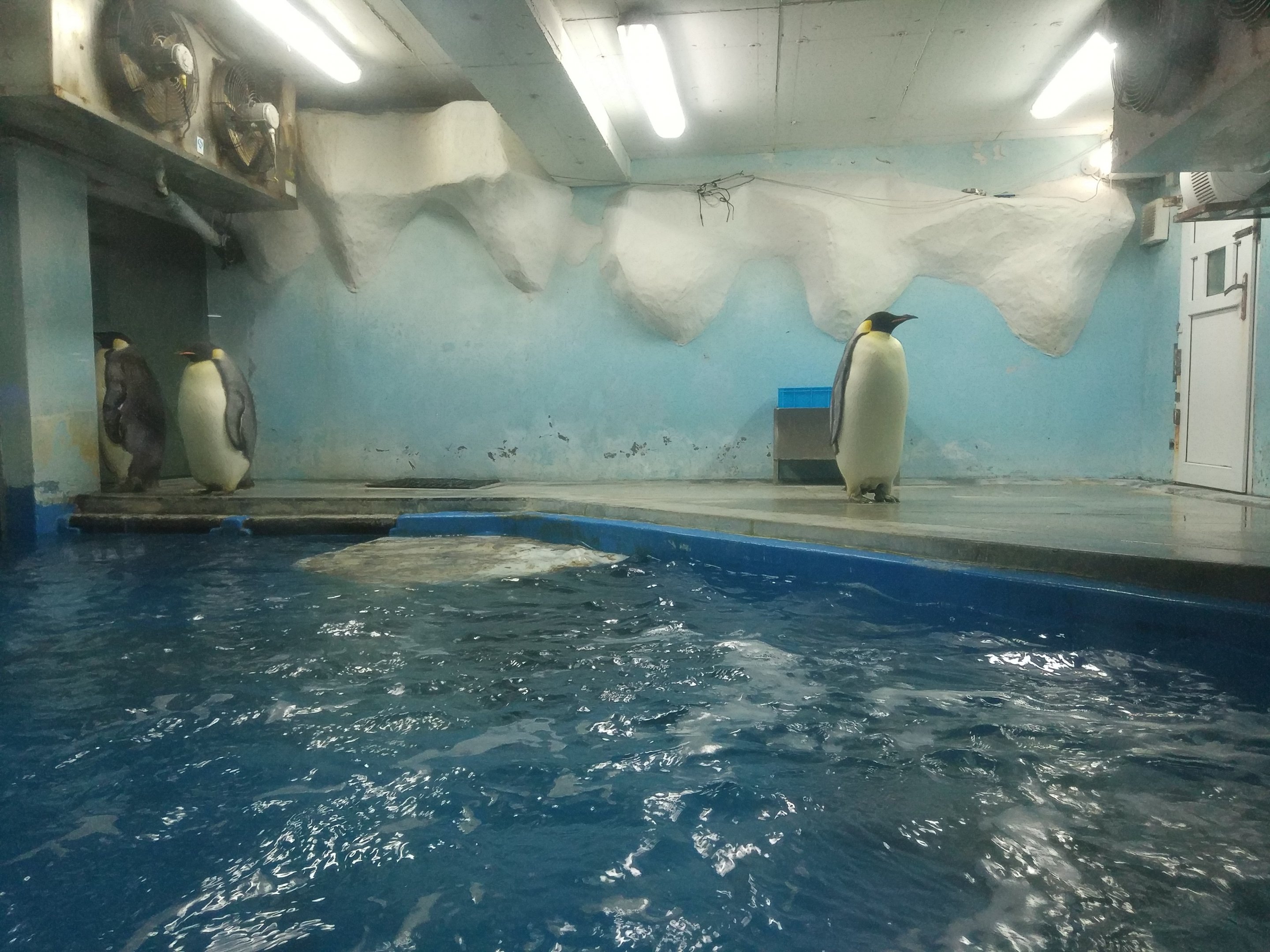 Nanjing Underwater World - Emperor Penguins