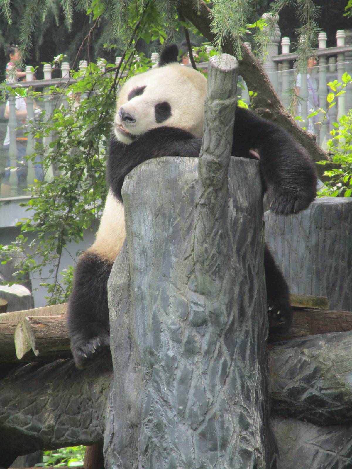Nanjing Zoo - Giant Panda