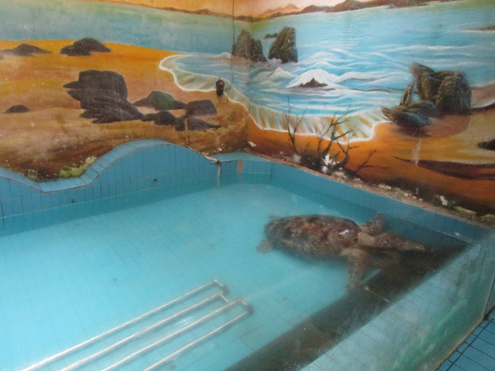 Nanjing Zoo - Green Turtle Exhibit