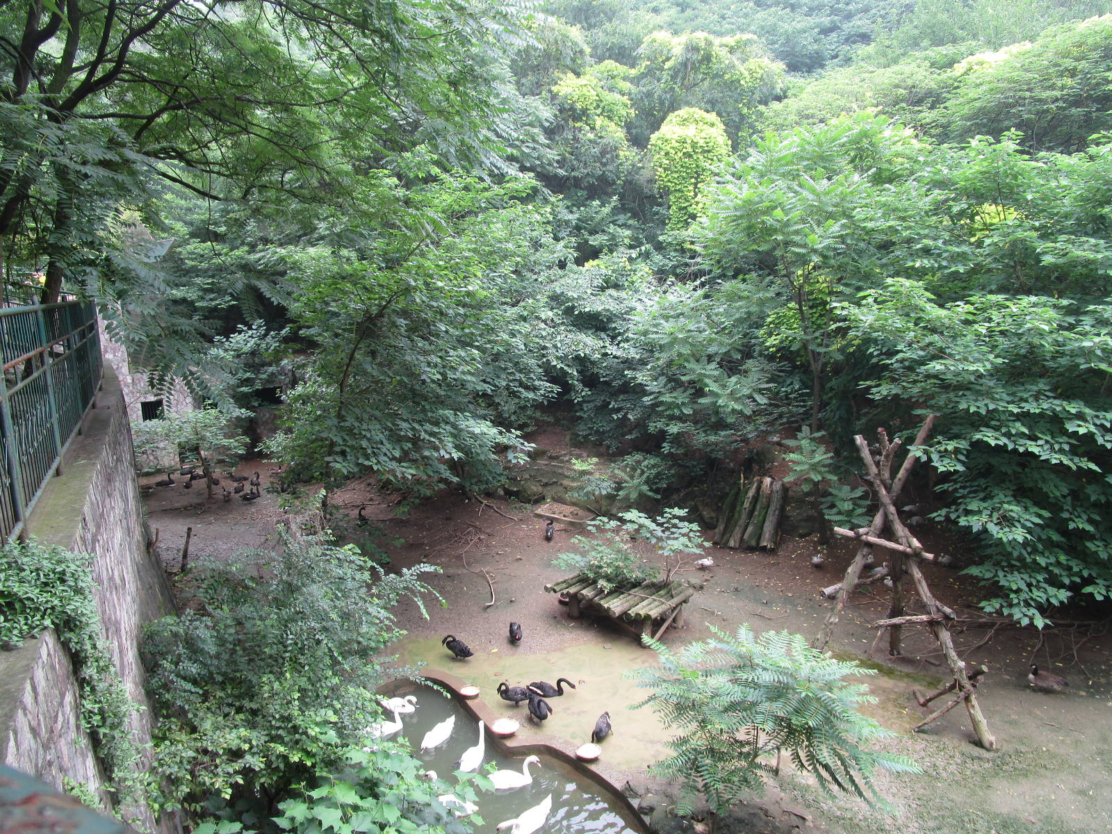 Nanjing Zoo - Lion/Tiger ravine