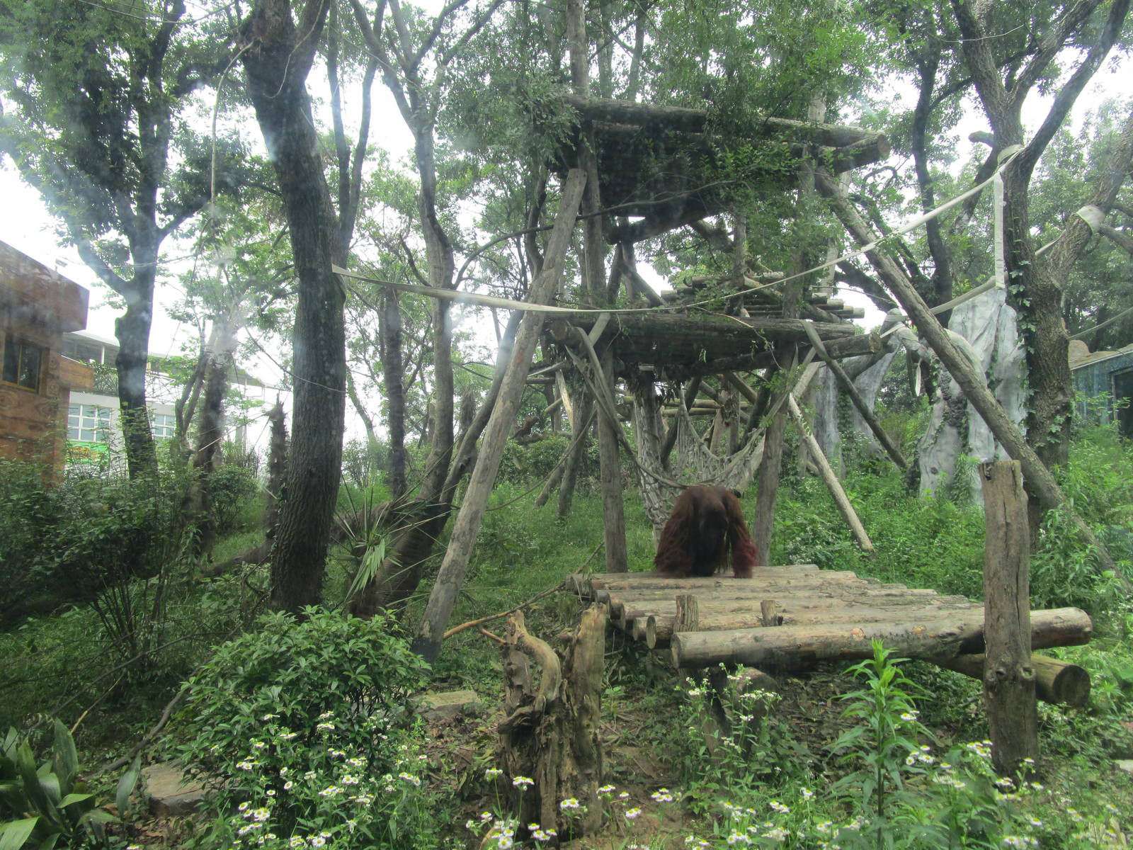 Nanjing Zoo - Orangutan Enclosure