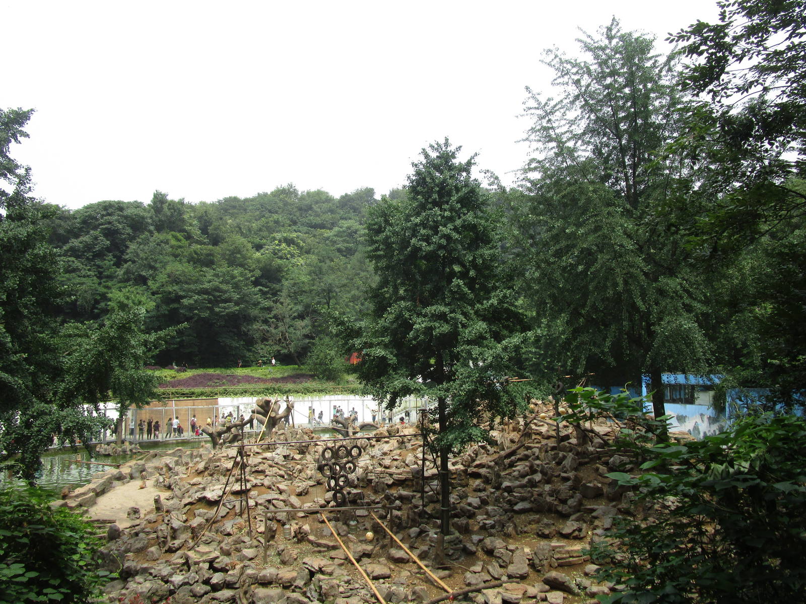 Nanjing Zoo - Rhesus Mountain