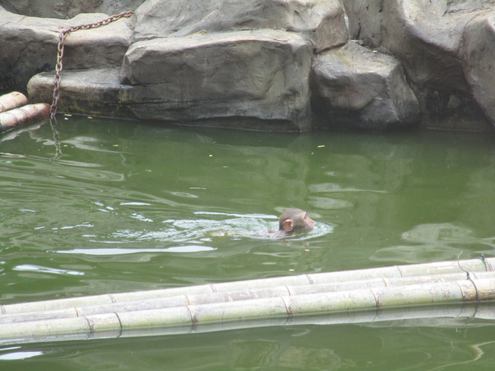 Nanjing Zoo - Swimming Rhesus Monkey