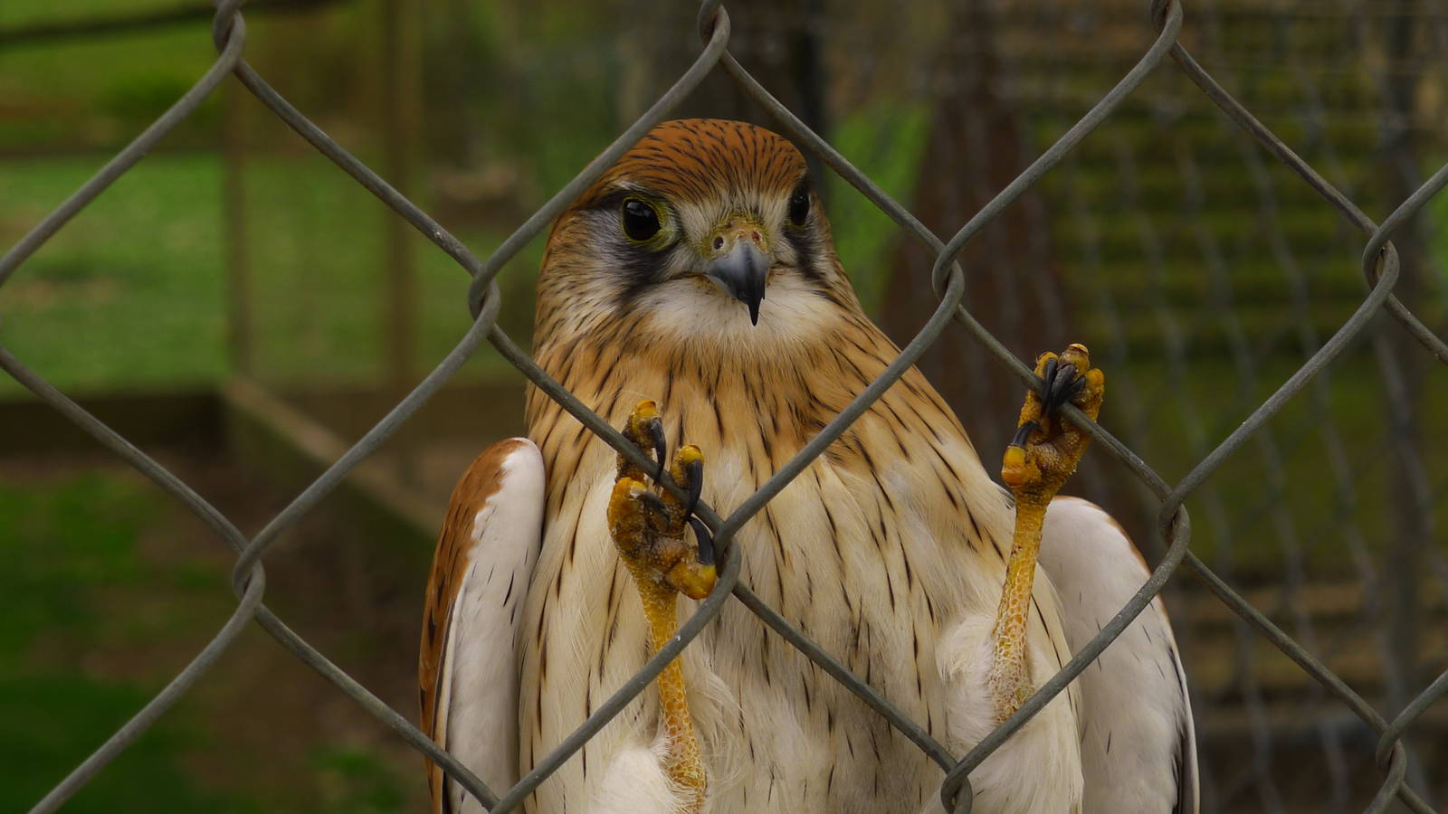 Nankeen Kestral