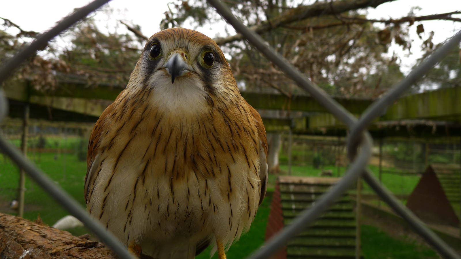 Nankeen Kestral