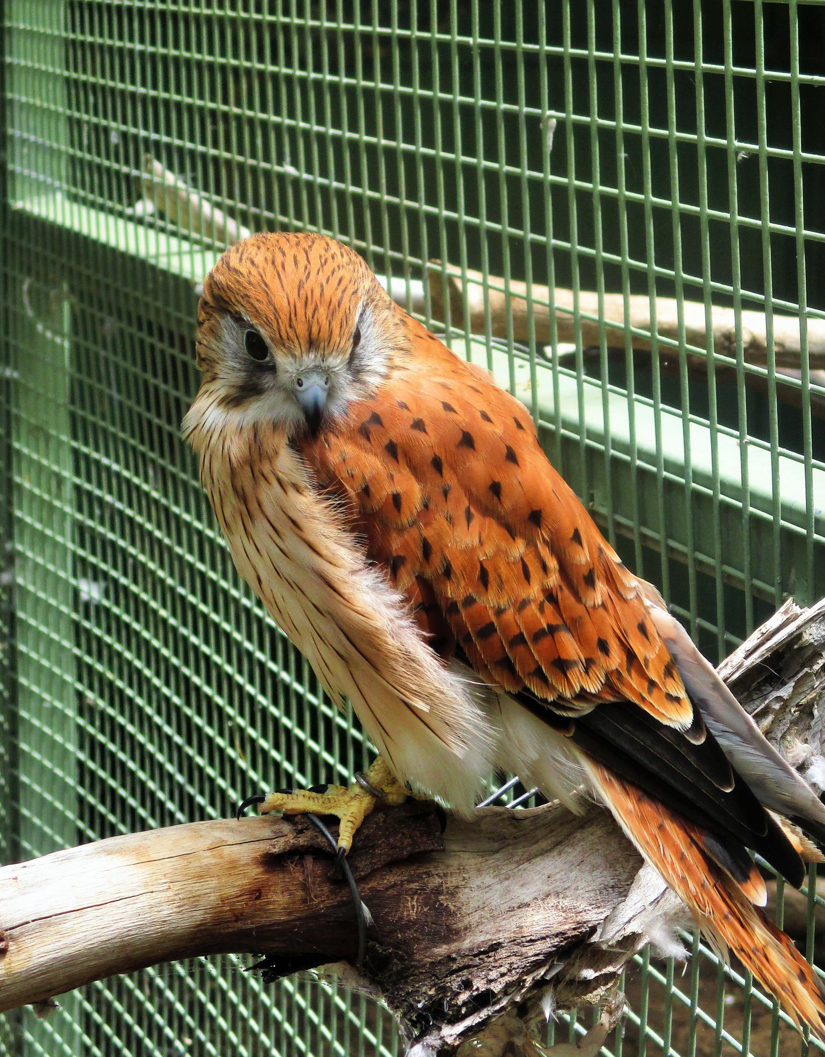Nankeen Kestrel (Falco cenchroides)- December 2017