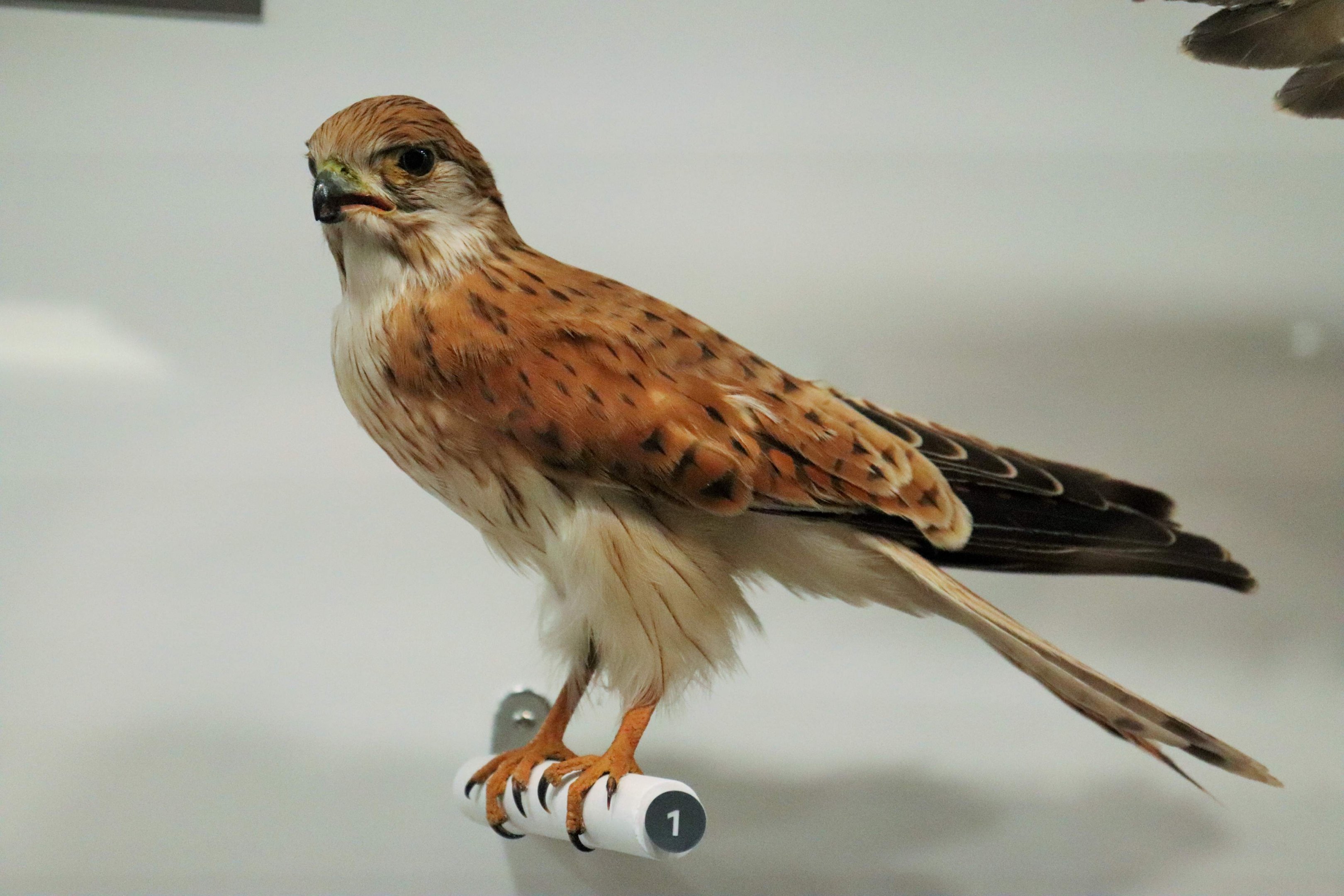 Nankeen Kestrel (Falco cenchroides)