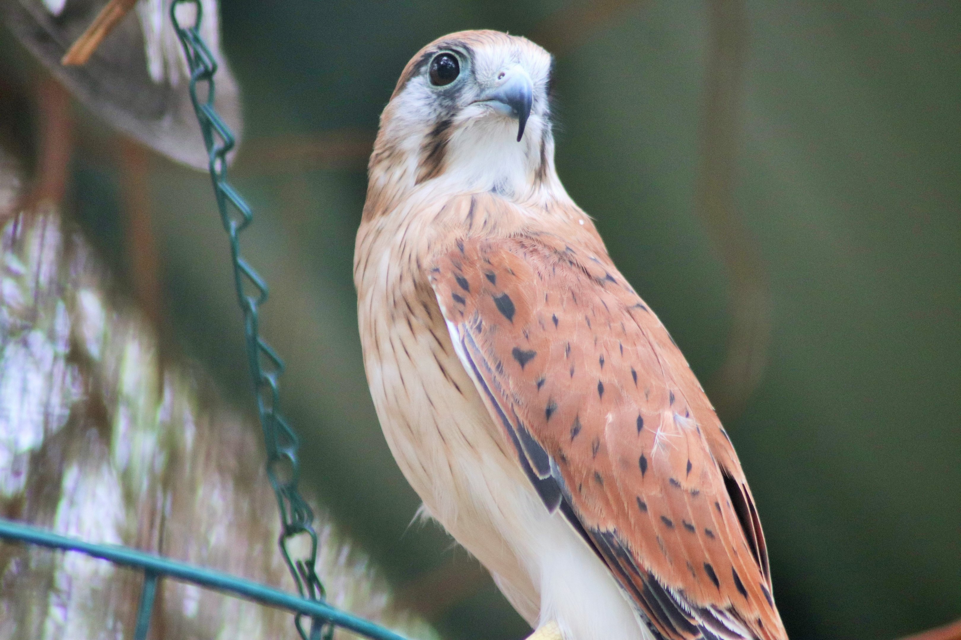 Nankeen Kestrel (Falco cenchroides)