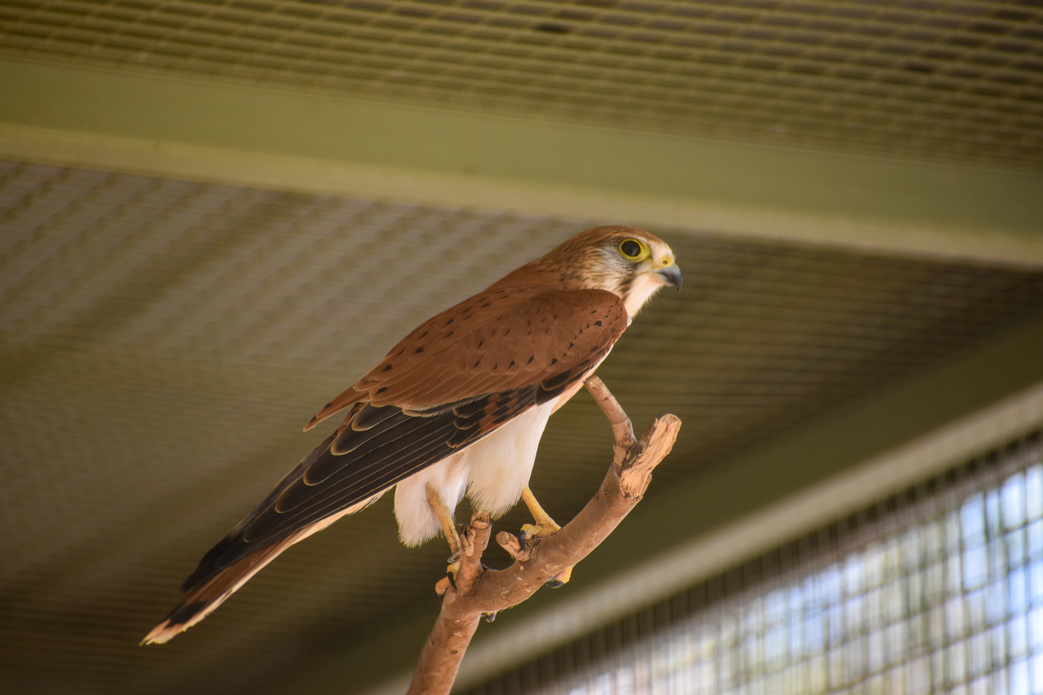 Nankeen Kestrel (Falco cenchroides)
