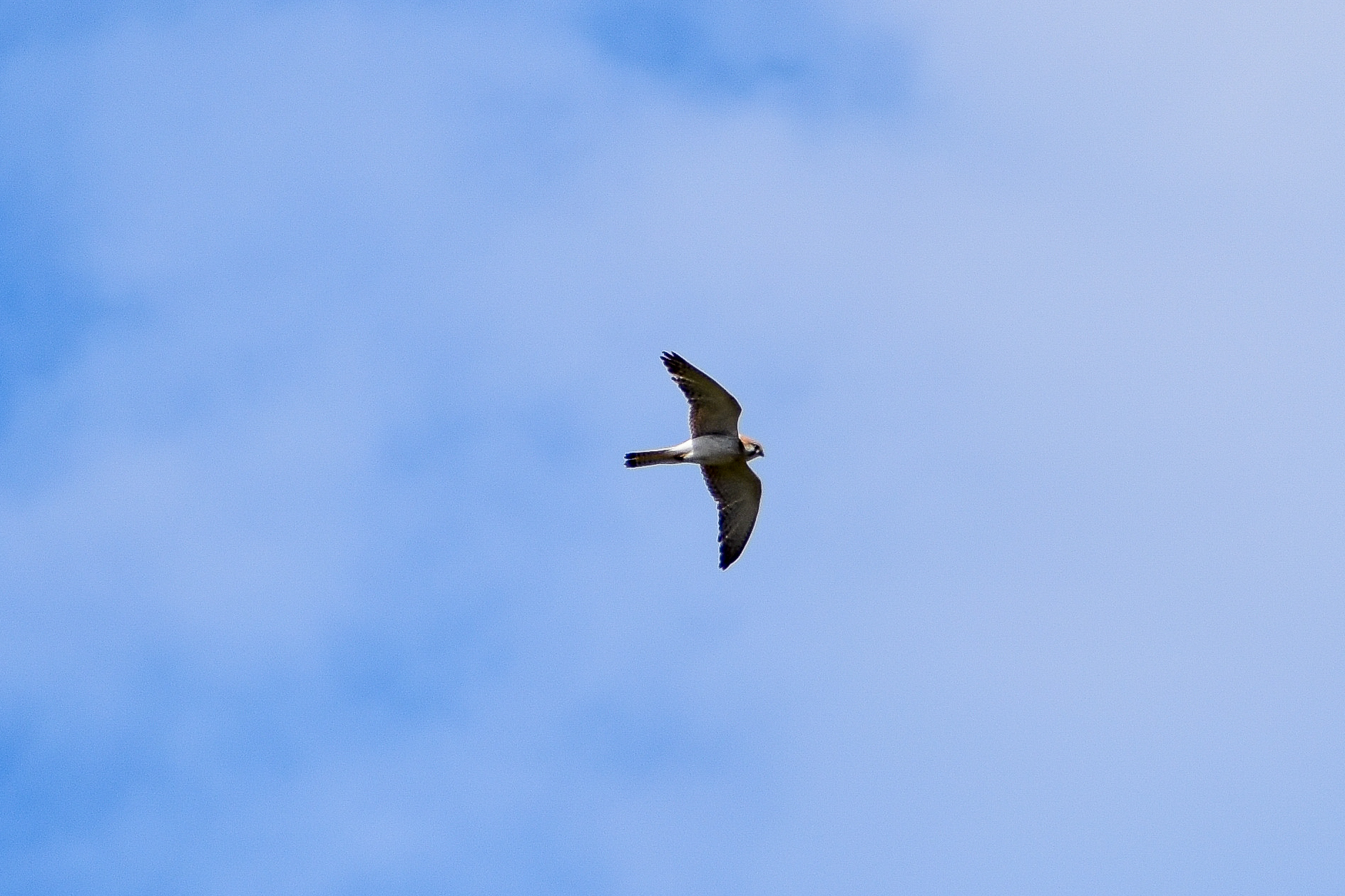 Nankeen Kestrel (Falco cenchroides)