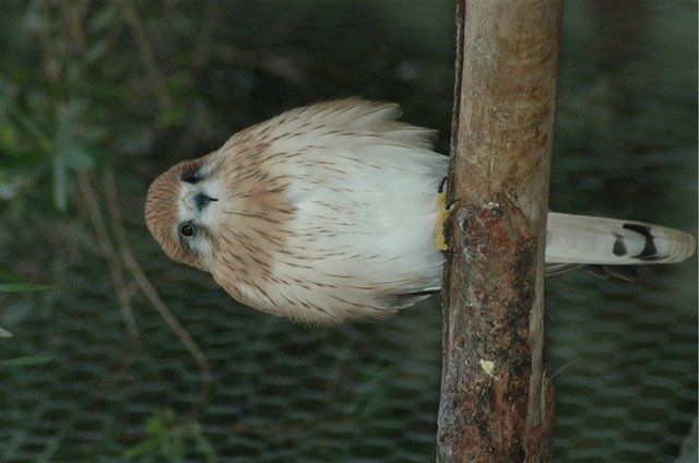 Nankeen Kestrel - Female