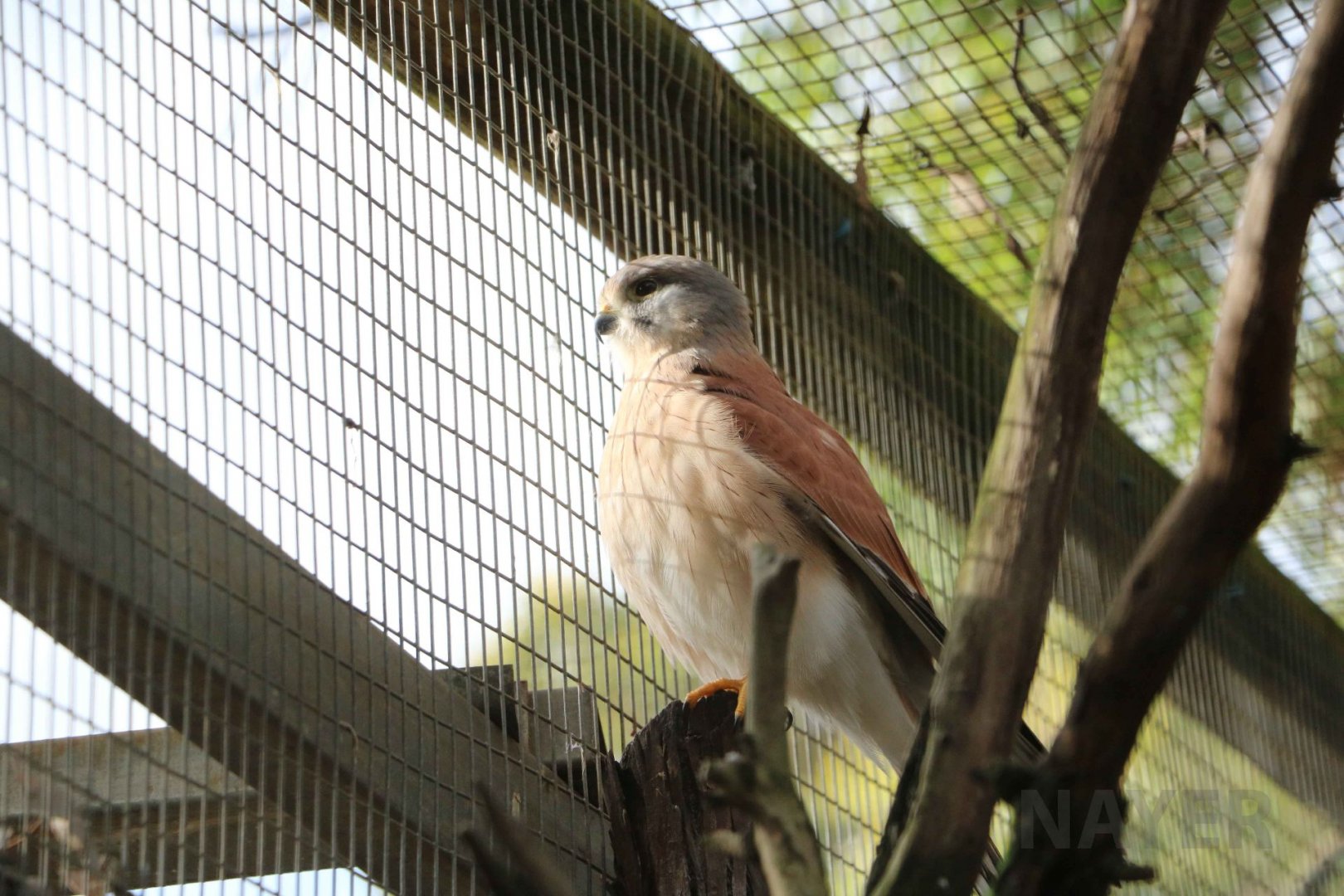 Nankeen kestrel, June 2016