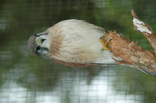Nankeen Kestrel - Male