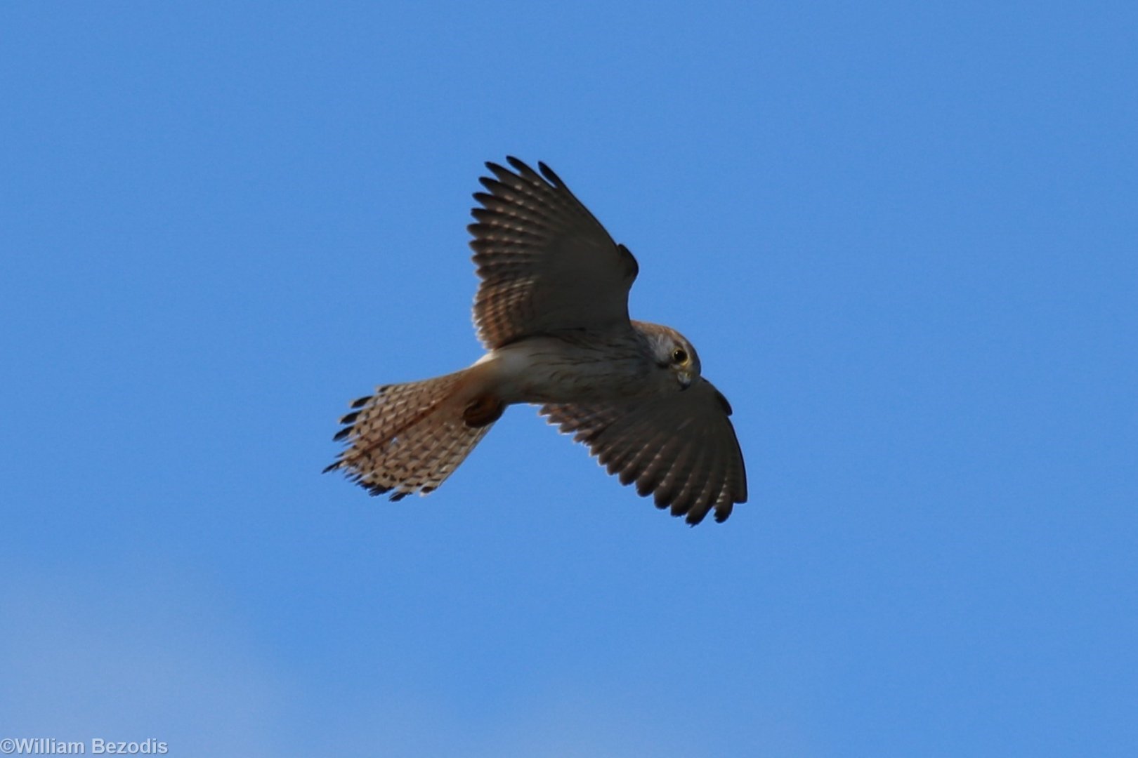 Nankeen Kestrel - Rottnest Island