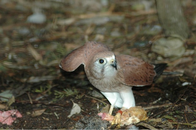 Nankeen Kestrel Takeoff