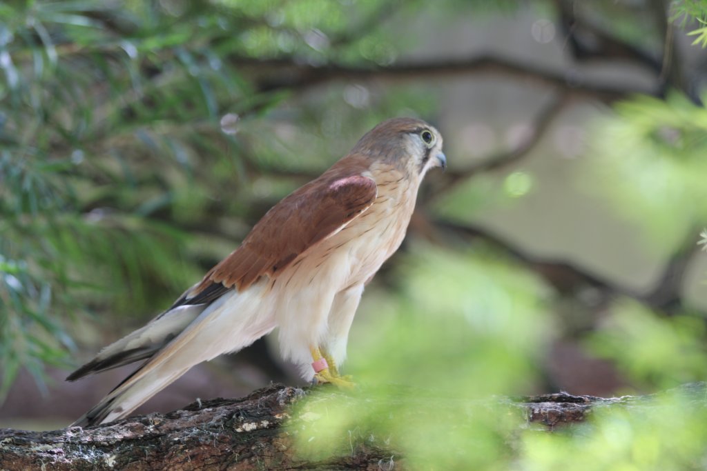 Nankeen Kestrel