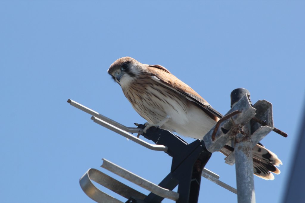 Nankeen Kestrel