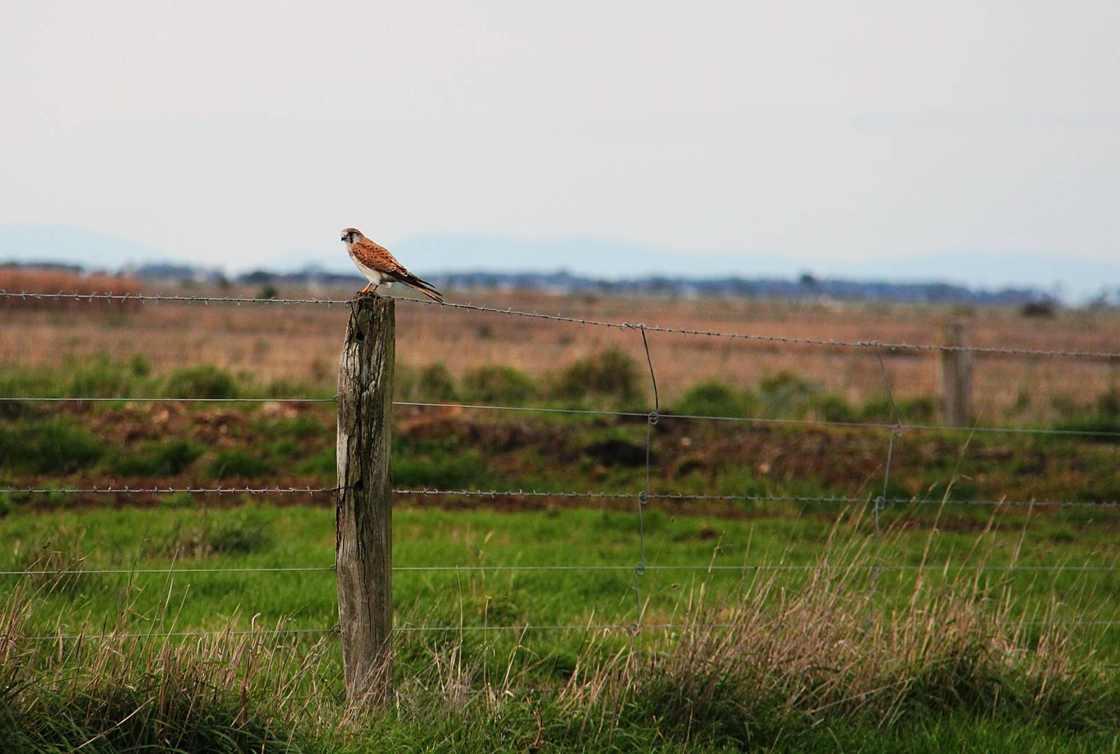 Nankeen Kestrel