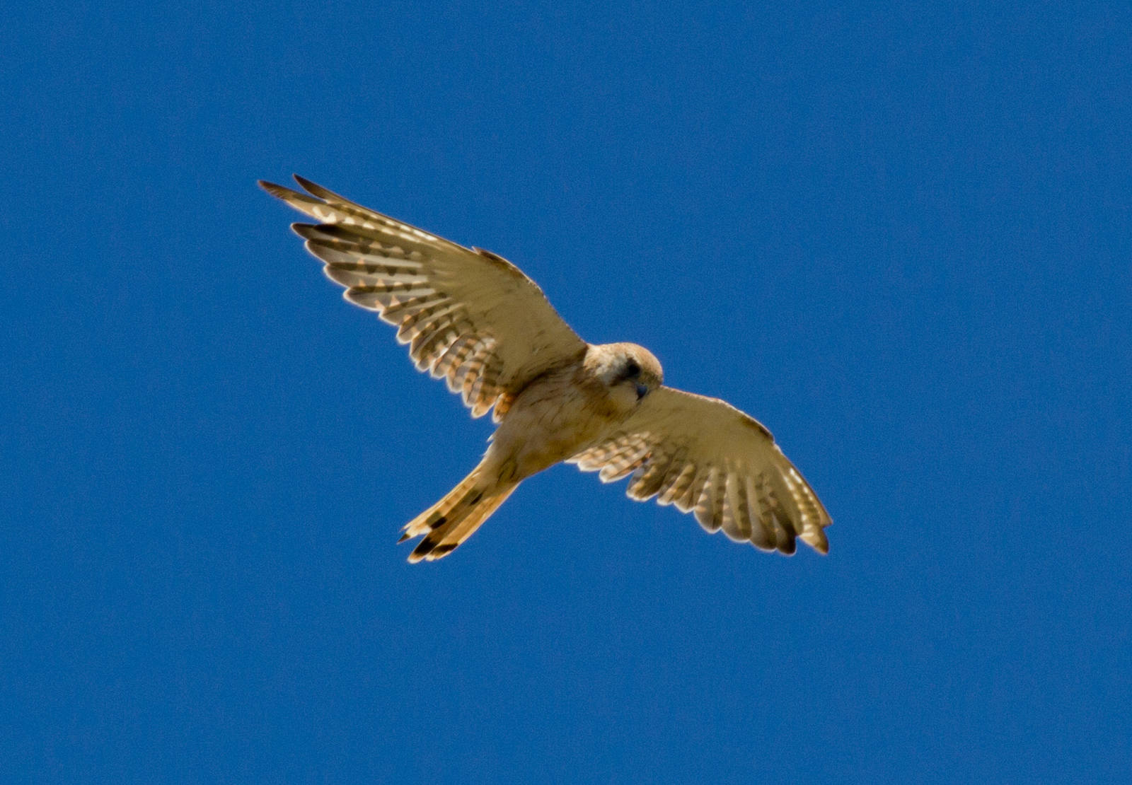 Nankeen Kestrel