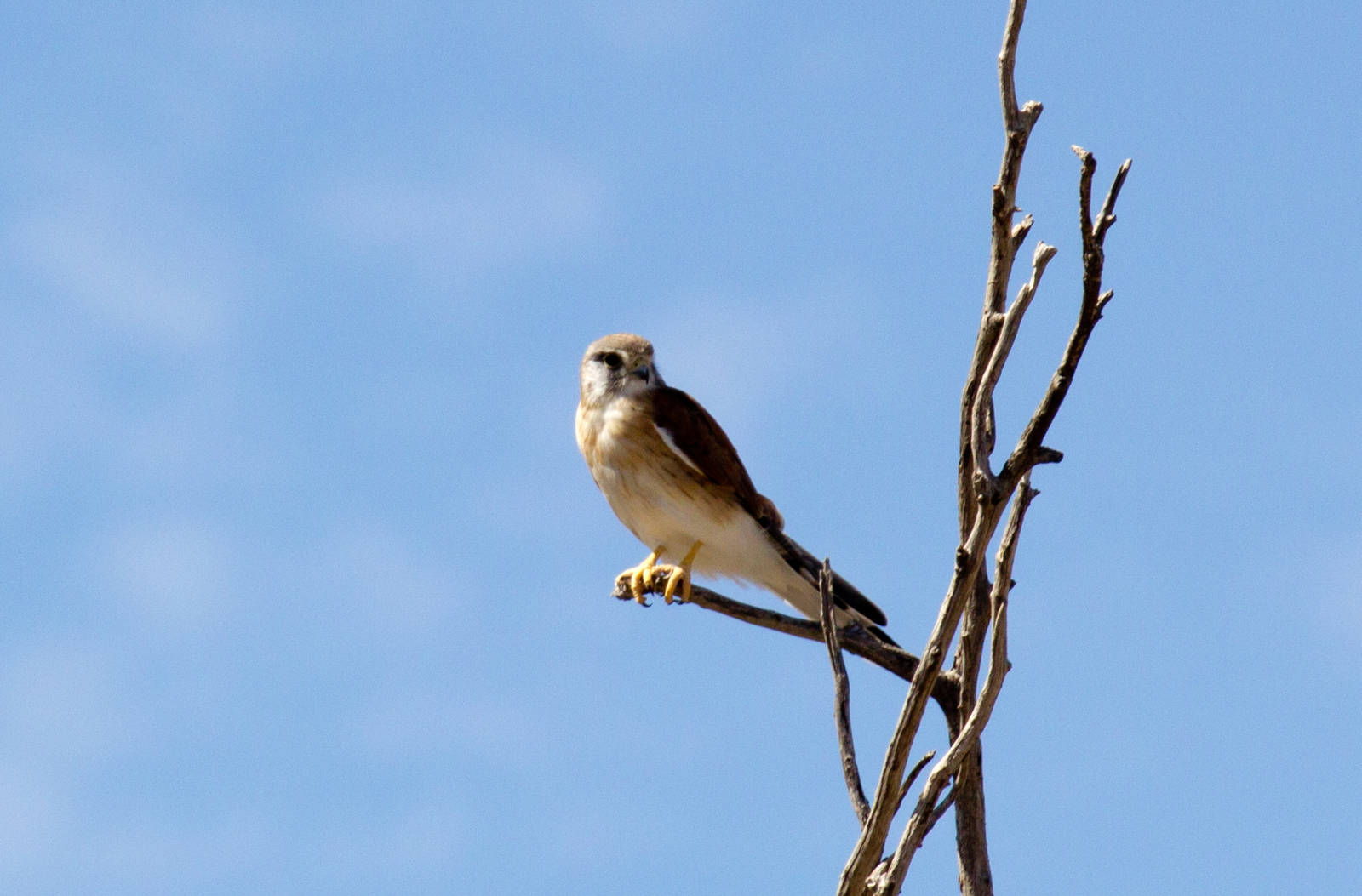 Nankeen Kestrel