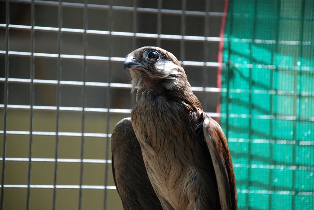 Nankeen Kestrel