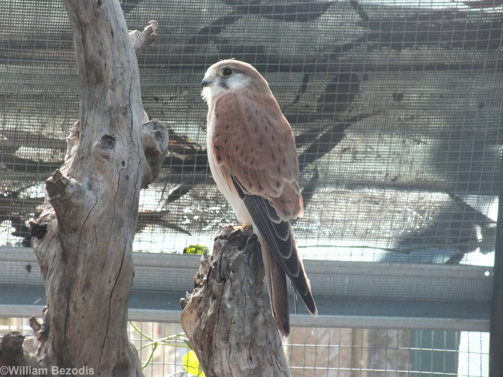 Nankeen Kestrel