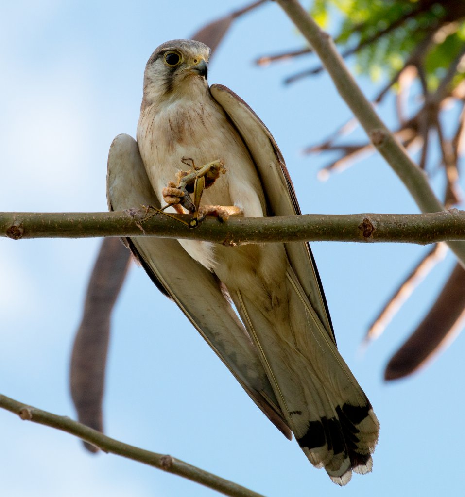 Nankeen Kestrel