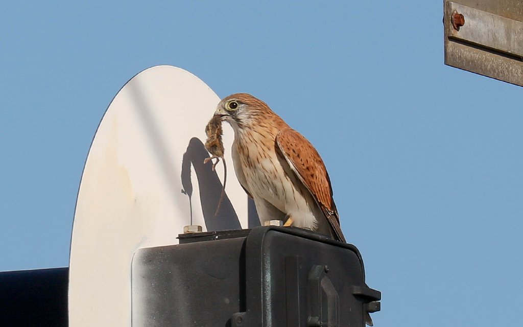 Nankeen Kestrel