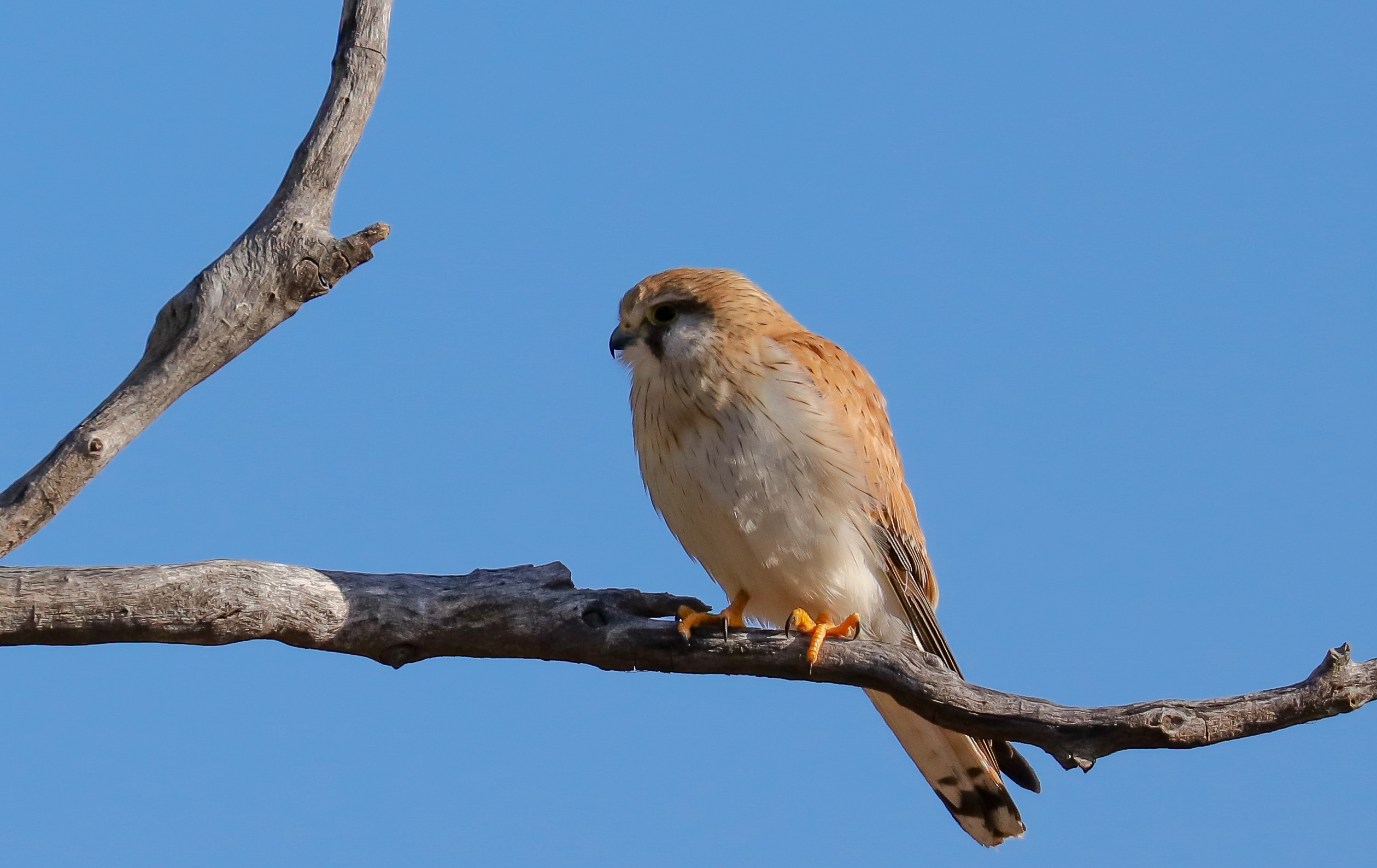 Nankeen Kestrel