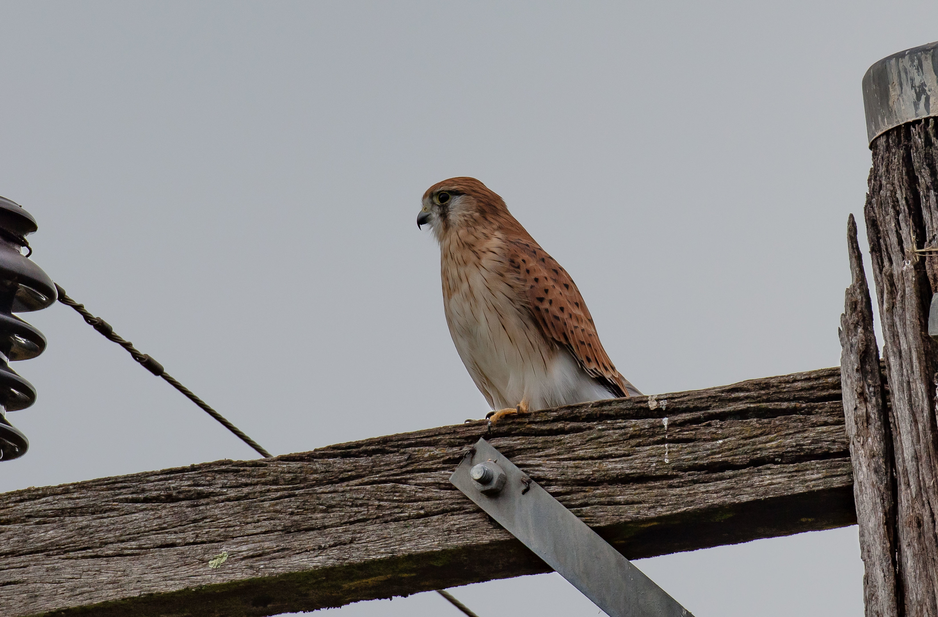 Nankeen Kestrel