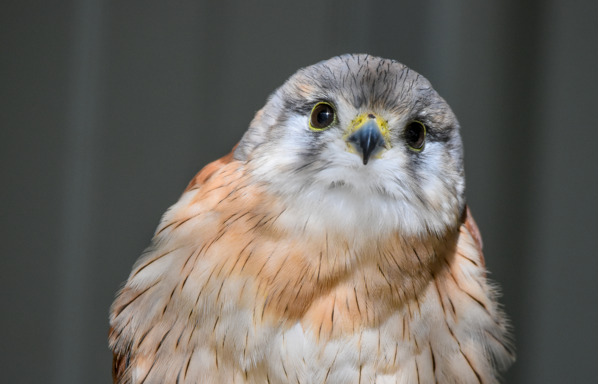 Nankeen Kestrel