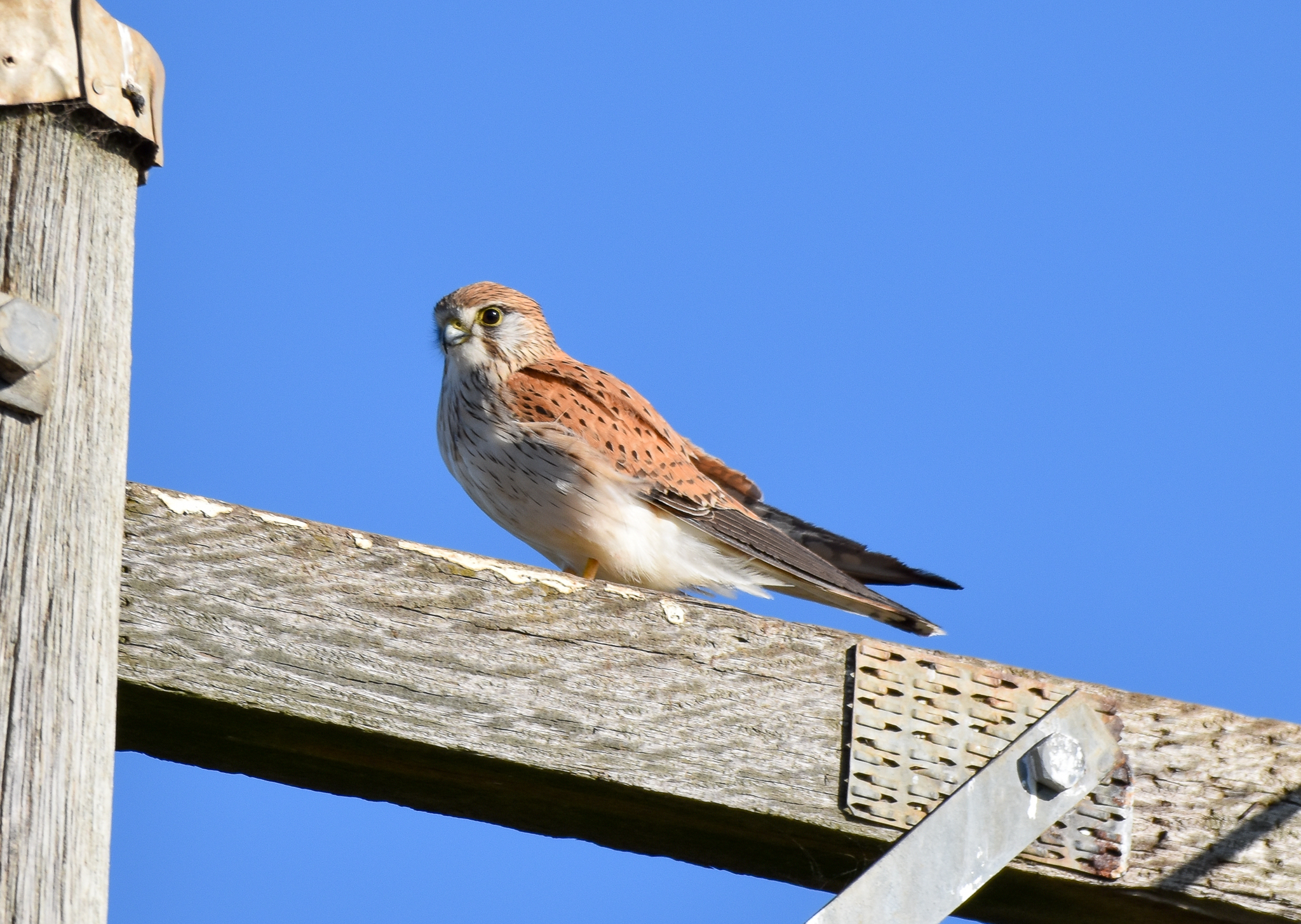 Nankeen Kestrel