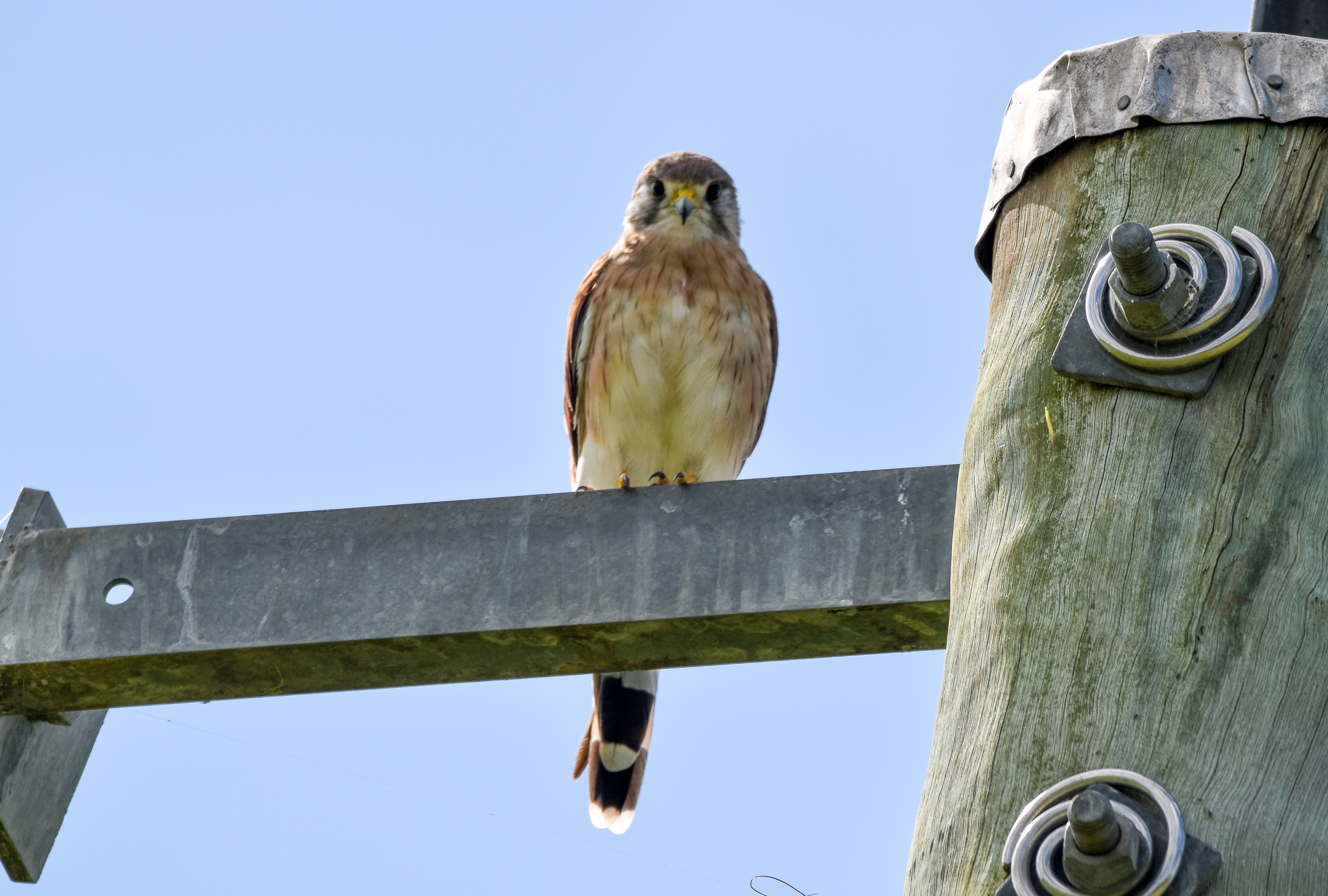 Nankeen Kestrel