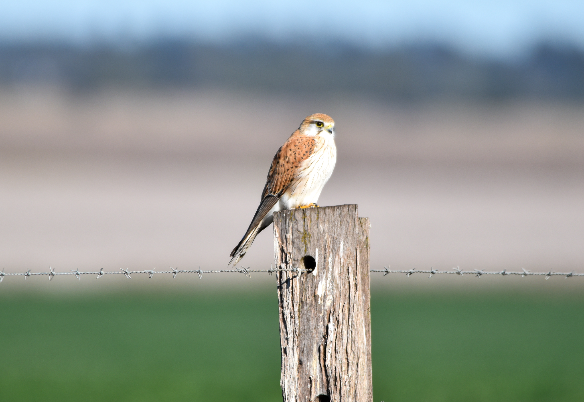 Nankeen Kestrel