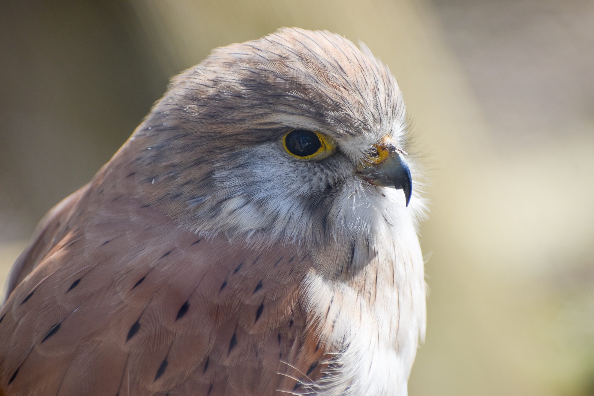 Nankeen Kestrel