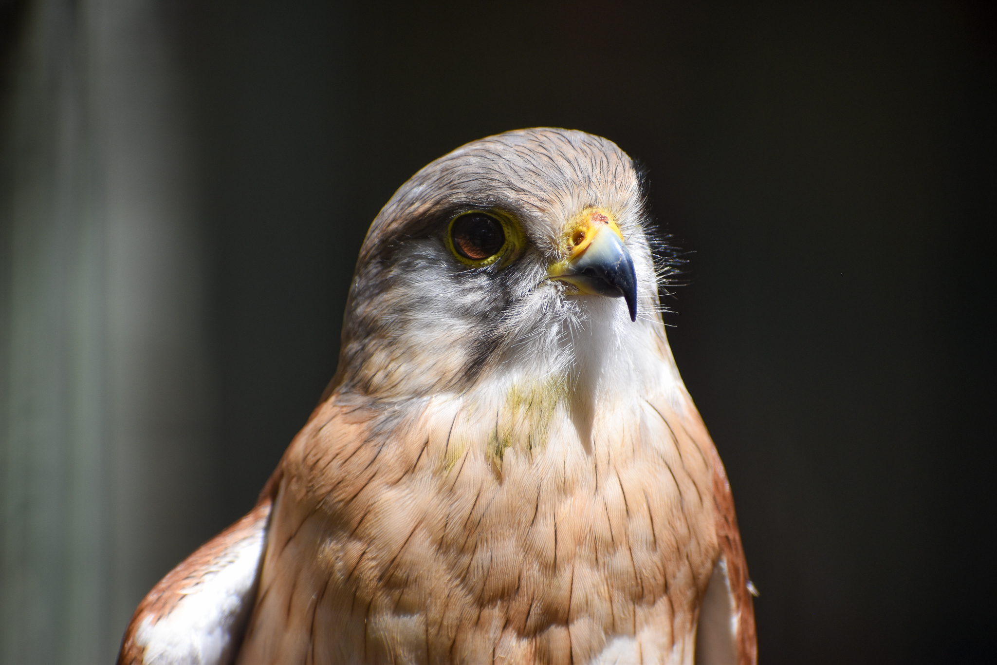 Nankeen Kestrel