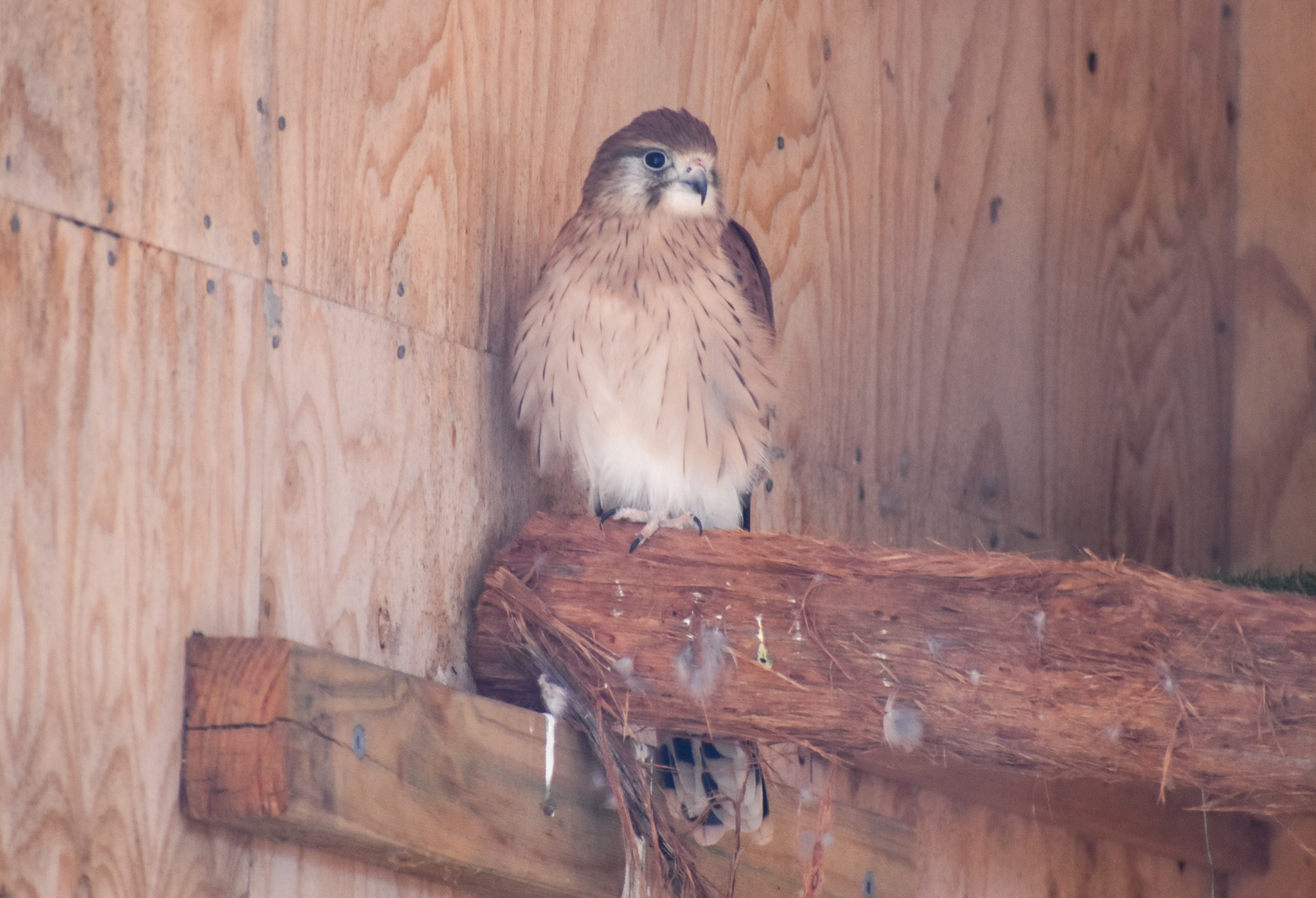 Nankeen Kestrel
